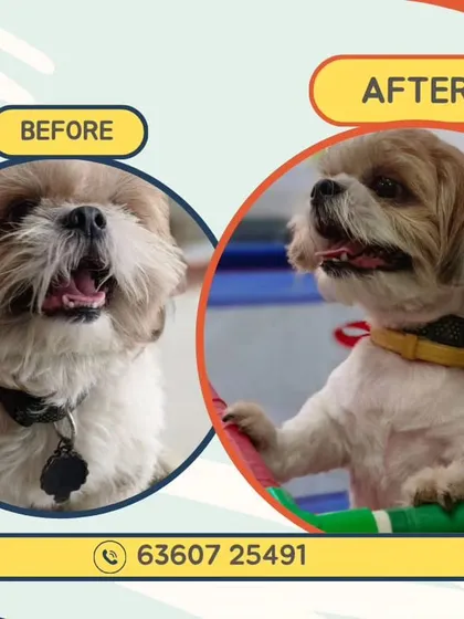 A great example of a summer-ready transformation. This Shih Tzu came in with a full coat and left with a comfortable, stylish haircut perfect for beating the Bangalore heat. This kind of grooming helps prevent matting and keeps them cool.