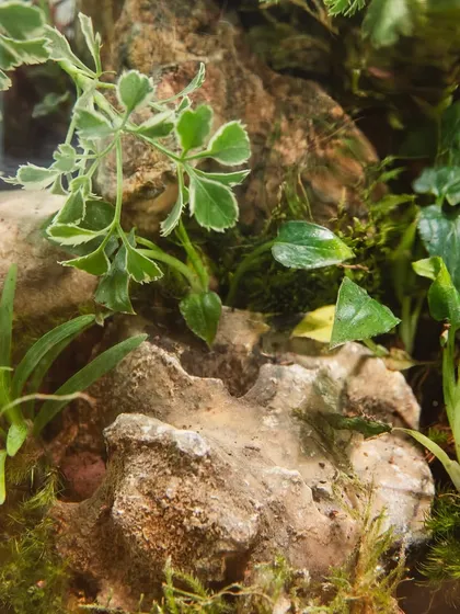 A detailed look at the rock and plant arrangement inside this cylindrical terrarium. Each one is a unique, handcrafted ecosystem.