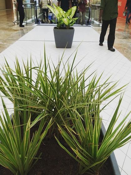 Morning Dews Landscapes - Interior Landscaping & Green Walls Planters for Commercial Spaces photo 6