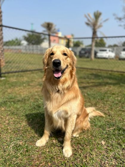 The Pawsome Camp - Dog Daycare & Boarding Our Pack: Portraits from the Camp photo 46