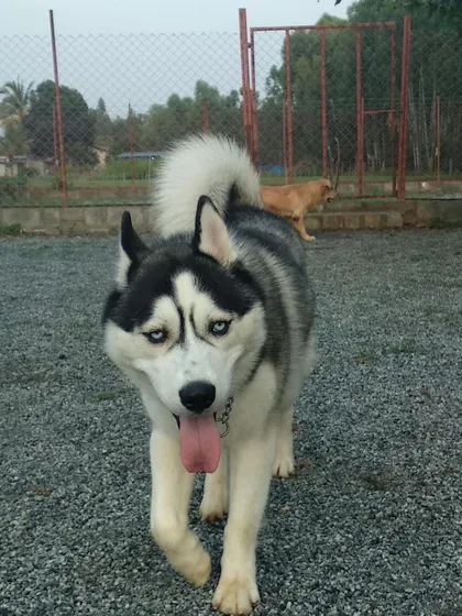 This stunning Siberian Husky is enjoying the open space at our pet resort. We welcome all breeds and ensure every dog has a comfortable and exciting vacation.