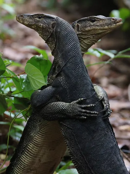What looks like an embrace is actually a fierce territorial dispute between two Malayan Water Monitor Lizards. I stumbled upon this raw display of power in Singapore's Lower Peirce Reservoir Park. It's a powerful reminder that nature, while beautiful, is also untamed.