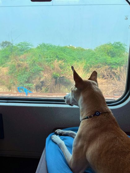 Pantu enjoying the view from the train window on our way to Delhi. Exposing her to different sights and sounds from a young age has made her an amazing travel companion.