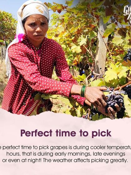 We pick our grapes during the cooler temperatures of the early morning, late evening, or even at night. This careful timing is crucial as the weather greatly affects the quality and stability of the fruit.