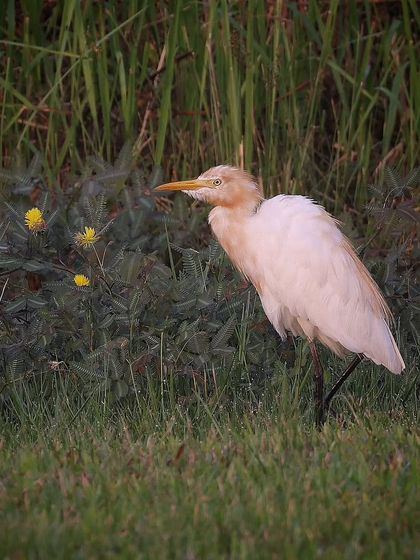Waders, Ducks & Waterbirds photo 76