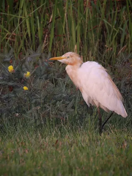A Cattle Egret walking through the grass in Singapore. During the breeding season, they develop buff-orange plumes on their head, chest, and back.