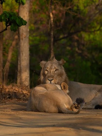 A tender moment between the honeymooners of Gir.
