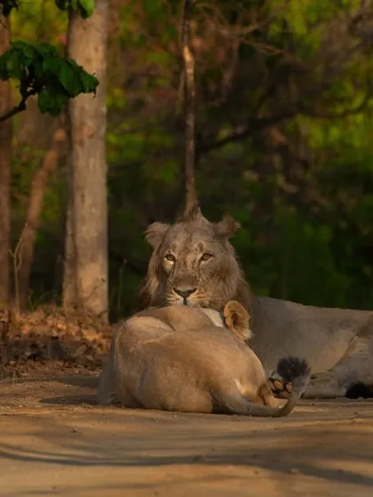 A tender moment between the honeymooners of Gir.