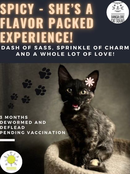 Introducing Spicy, the sweetest tortie with a dash of sass and a whole lot of love. This 3-month-old is guaranteed to fill your life with madness, cuddles, and comedic charm.