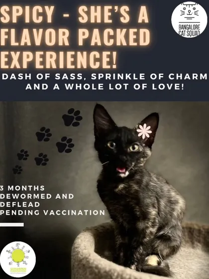 Introducing Spicy, the sweetest tortie with a dash of sass and a whole lot of love. This 3-month-old is guaranteed to fill your life with madness, cuddles, and comedic charm.