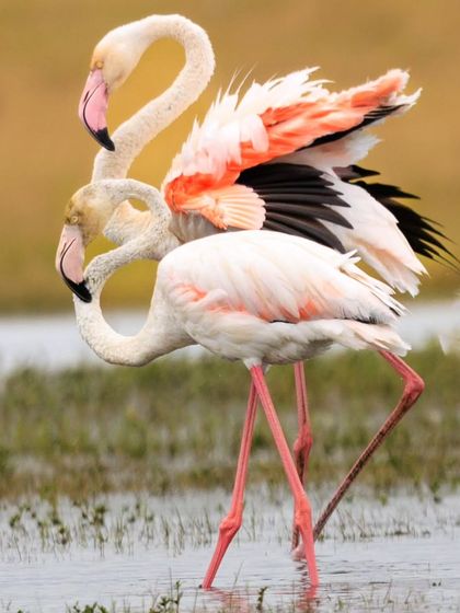 A pair of Greater Flamingos during a courtship display, with one spreading its wings to show the vibrant pink and black flight feathers.