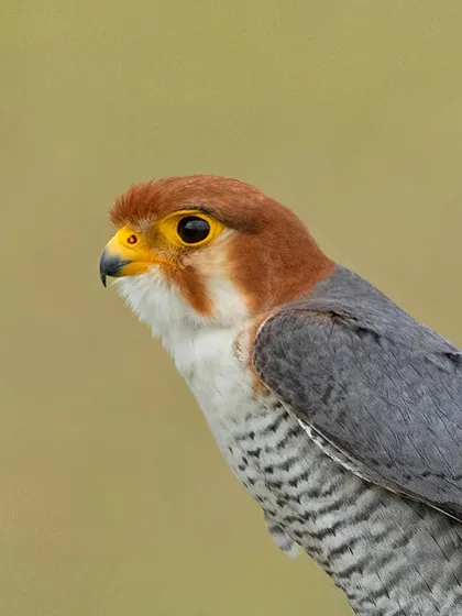 A close-up portrait of a Red-necked Falcon. The fine details of its feathers and the intensity of its gaze are captured with stunning clarity.