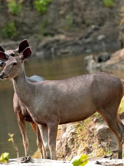 The two Sambar deer shift their position slightly, but still maintain a curious, symmetrical pose. Capturing these fleeting moments of animal interaction is what I love most about my work.