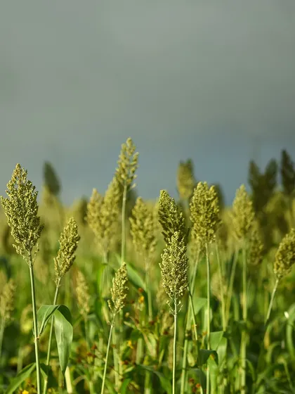 A close-up of jowar (sorghum) crops against a grey sky. This simple, detailed shot highlights the beauty of agriculture and the textures of the rural landscape.