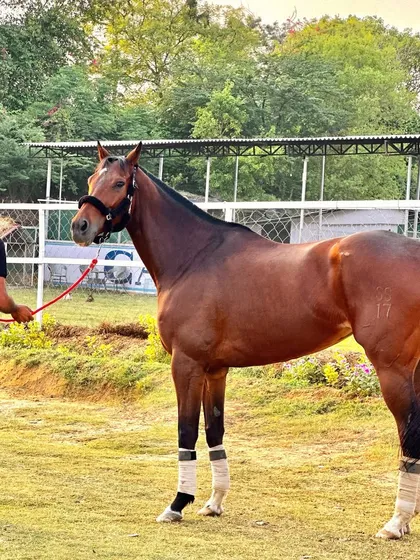 This is Manali, a majestic mare with a graceful build. She demonstrates the top-notch breeding and conformation standards I maintain for all my horses.