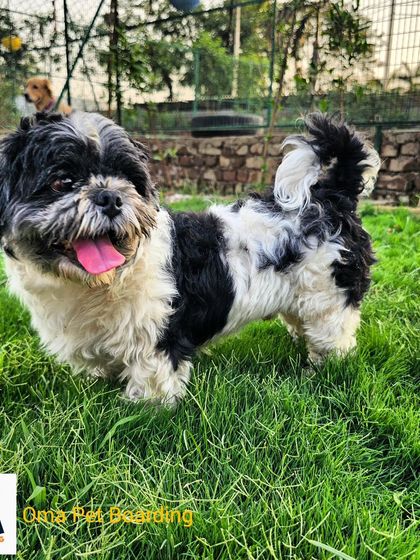 Mylo the Shih Tzu, whose love knows no bounds. This little fluffball is a joy to have around.