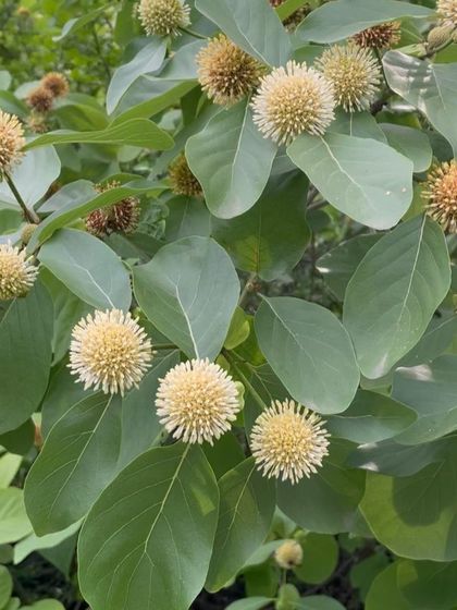 The unique, globe-like flowers of the Kadam (Neolamarckia cadamba) tree. These flowers are highly fragrant and attract a wide variety of insects.