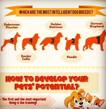 Did you know that training is the most important way to develop your dog's potential? We specialize in positive reinforcement training to help nurture the intelligence of breeds like German Shepherds and Border Collies, correcting behavior and building confidence.