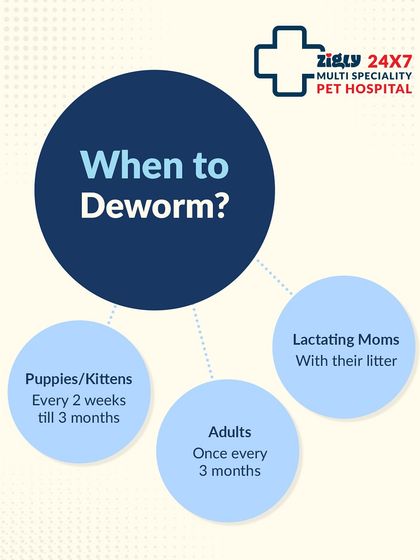 Zigly - Veterinary Services Preventive Care: A Lifetime of Health photo 7