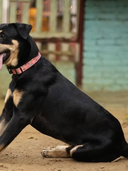 A throwback to our fun-filled Halloween party. We love any excuse to dress up and have a good time with our furry friends.