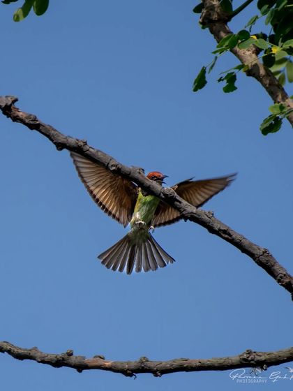 The Chestnut-headed Bee-eater with its wings spread, showing their beautiful pattern.