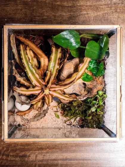 An aerial view of the geometric Valentine's Day terrarium, showing the beautiful textures of the plants and sand. It's a low-maintenance gift that keeps on giving.