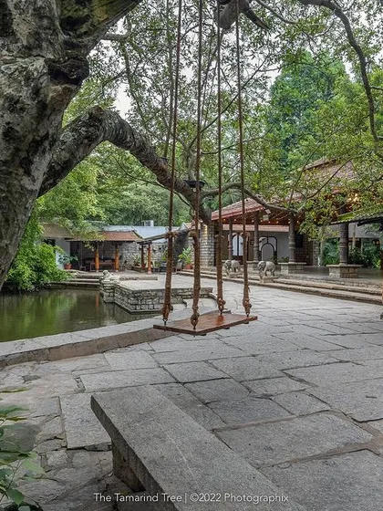 The iconic tree swing, seen here unadorned, is a beautiful feature in itself, hanging from a majestic branch over the stone-paved courtyard.