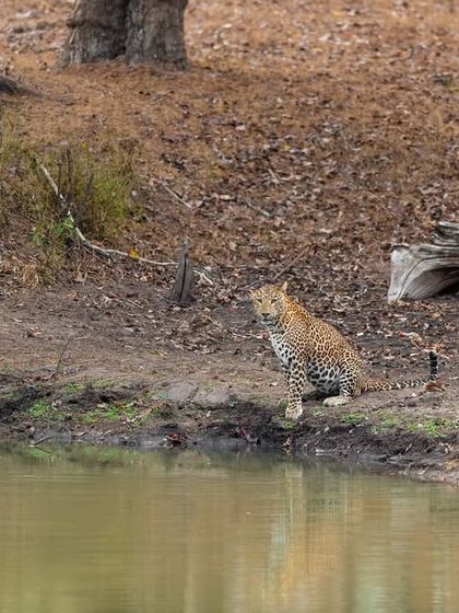 After quenching his thirst, the leopard strikes a regal pose. His confidence and ownership of the jungle are palpable, making for a powerful and memorable image.