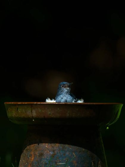 An Oriental Magpie Robin takes a bath, its form almost a silhouette against the dark background. The composition is minimalist and intriguing.