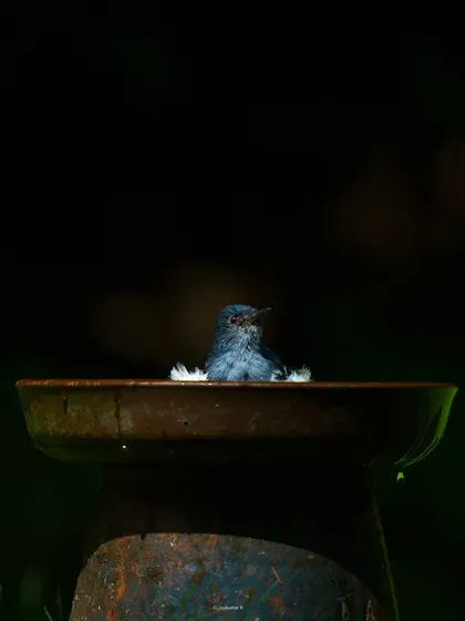 An Oriental Magpie Robin takes a bath, its form almost a silhouette against the dark background. The composition is minimalist and intriguing.