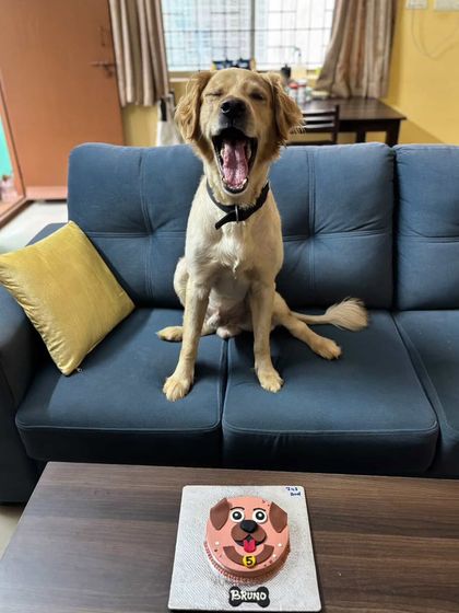 Bruno's reaction to his birthday cake is priceless! This big yawn shows he's relaxed and ready for his delicious, healthy peanut butter and oat treat.