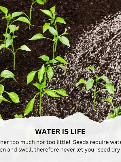 Tip 4: Water is life, but don't overdo it. Seeds need water to soften and swell, so never let them dry out completely, but avoid making the soil soggy.