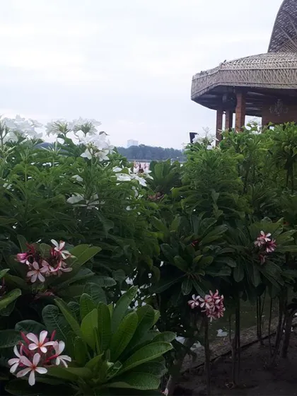 A view of a tropical-themed garden I designed, featuring abundant Plumeria flowers. The thatched-roof gazebo in the background completes this serene, resort-style retreat.