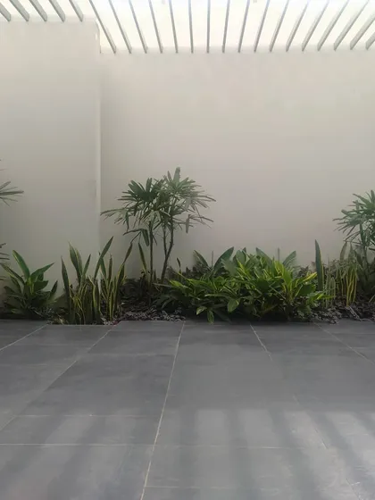 Even a small, shaded courtyard can become a tranquil green oasis. Here, a simple palette of shade-loving plants is set against a clean white wall and dark grey flooring, creating a minimalist and calming atmosphere.