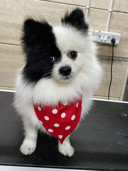 A slight head tilt from Mia shows off her fluffy, clean fur and cute expression.