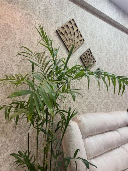 A Bamboo Palm is one of my favorite recommendations for indoor spaces because it's so easy to care for. Here, it adds a fresh, green touch to a living room with neutral decor.