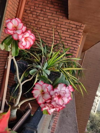 Look how beautifully embroidered by nature this Adenium flower is. Also known as the Desert Rose, its ruffled petals with delicate pink edges are simply stunning.