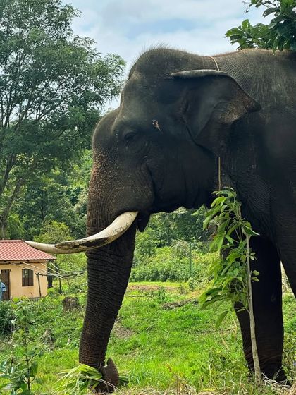 A close-up of a majestic tusker at the elephant camp. The beauty and power of these animals is awe-inspiring.