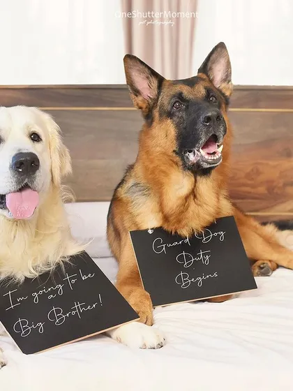 Meet the new security team! This was such a fun pregnancy announcement to shoot, with big brother Jordan and guard dog Juno ready for their new duties. Using props like these chalkboards is a wonderful way to let your pets share the exciting news.