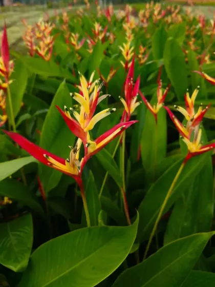 Another close-up showing the intricate details of the Heliconia flower.