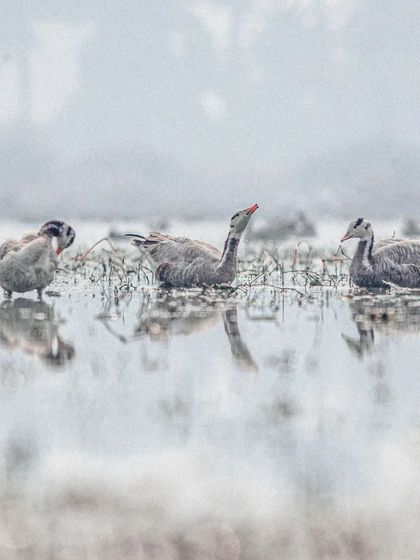Neet Kashyap - Wildlife & Nature Photography Golden Hour & Misty Mornings photo 4
