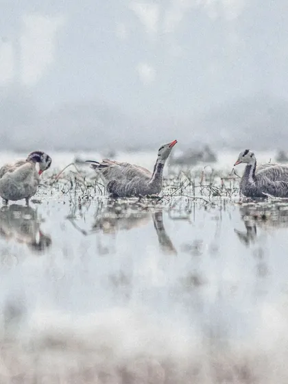 Bar-headed geese in a misty wetland. The fog simplifies the background, creating a high-key, ethereal look that focuses all attention on the birds and their subtle interactions.