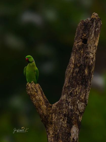 A single Rose-ringed Parakeet perches on a forked branch, a classic portrait of this common species.