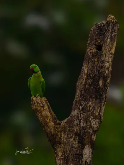 A single Rose-ringed Parakeet perches on a forked branch, a classic portrait of this common species.