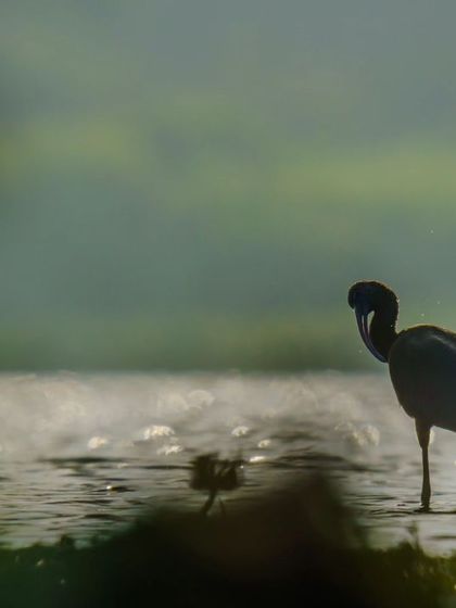 An Ibis silhouette preens its feathers against the sparkling water, a simple, elegant moment captured in shadow.
