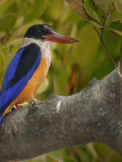 A Black-capped Kingfisher, identified by its deep blue wings and contrasting black head, sits patiently on a branch. These birds are often found in coastal habitats and inland wetlands.