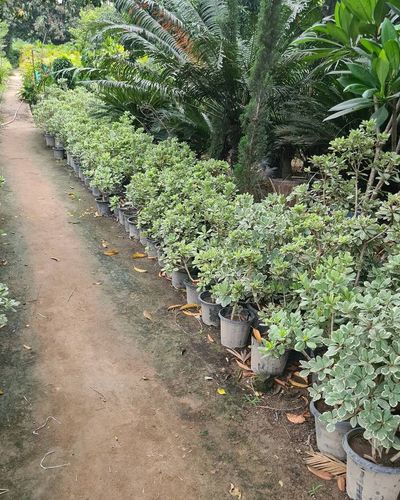 Wholesale Plant Nursery