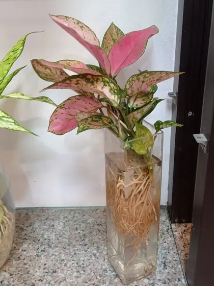 A close-up of a pink Aglaonema in a square glass vase, showing its healthy roots and vibrant foliage.