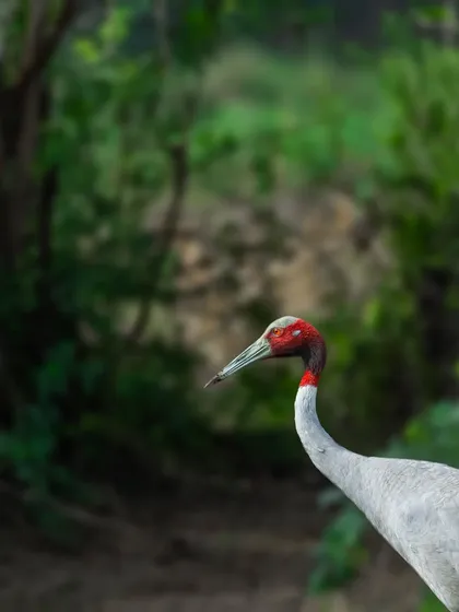 A Sarus Crane, the world's tallest flying bird, in the countryside of Gujarat. The best way to find them is by talking to local farmers, a great example of community collaboration in wildlife tracking.