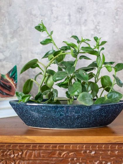 Thorny Affair - Pots & Planters Artisanal Ceramic Planters photo 43